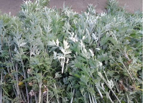 華展貓先生，端午節(jié)，垃圾分類